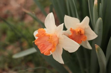 Spring Slowly Coming to Northwest Alabama Image
